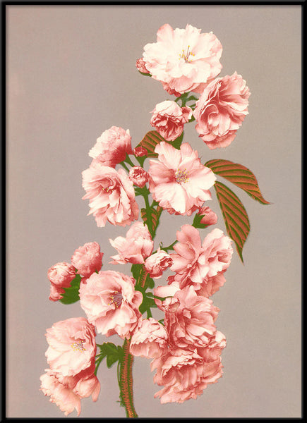 Affiche Cherry Blossom