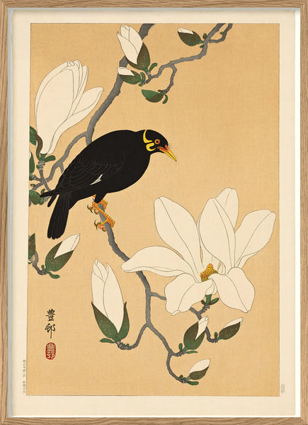 Affiche Myna Bird on Magnolia Branch