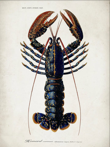 Affiche Homard