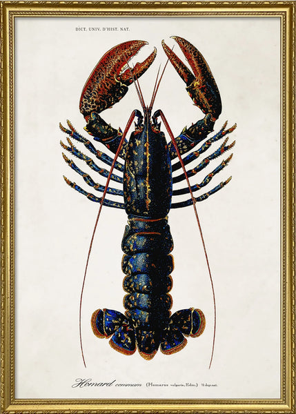 Affiche Homard