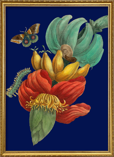 Affiche Banana Flower
