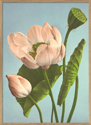 Affiche Triple Lotus