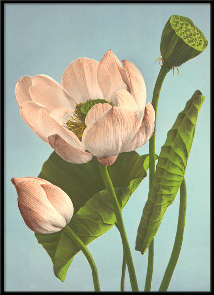 Affiche Triple Lotus