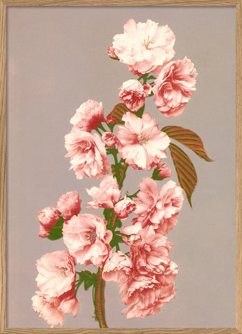 Affiche Cherry Blossom