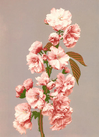 Affiche Cherry Blossom