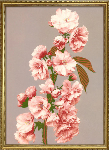 Affiche Cherry Blossom