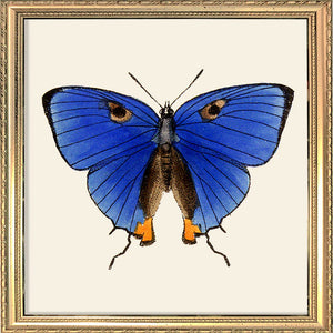 Cadre Blue Butterfly