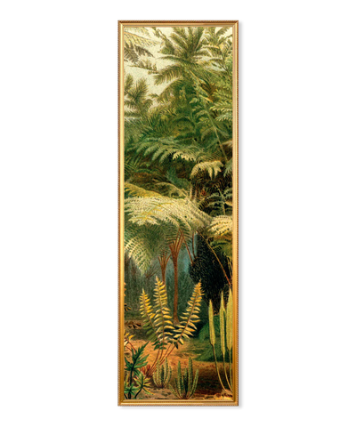 Cadre Ferns