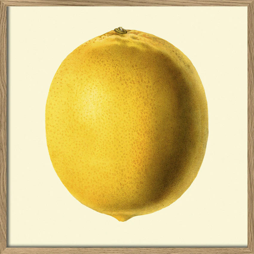 Cadre Lemon Closed