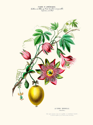 Affiche La Pomme Grenadille - Flore d'Amérique