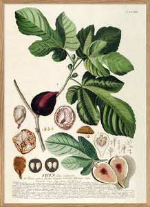 Affiche Figues