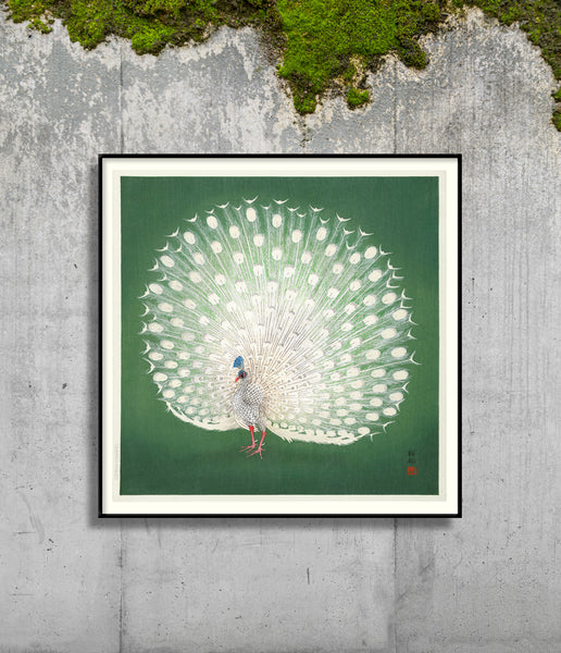Affiche Peacock on Green