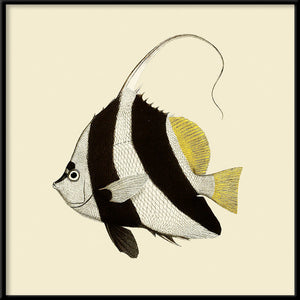 Cadre Black & White Fish