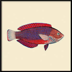 Cadre Red & Purple Fish