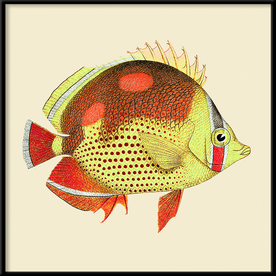 Cadre Red & Yellow Fish