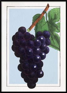 Cadre Grape