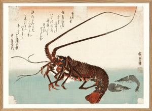 Affiche Langouste japonaise